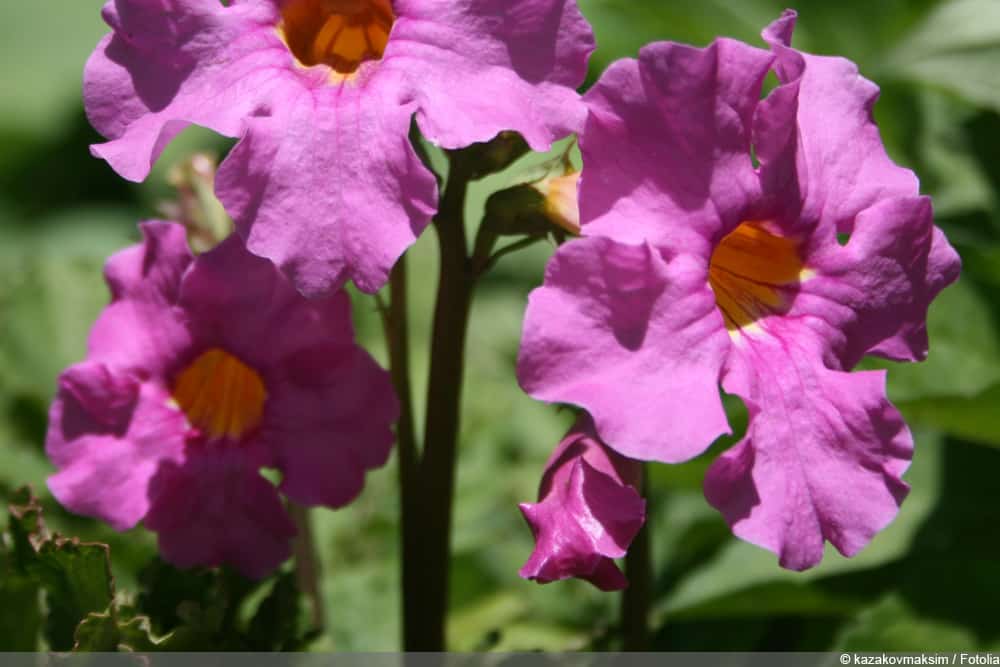 blühender Farn - Incarvillea delavayi - Gartengloxinie