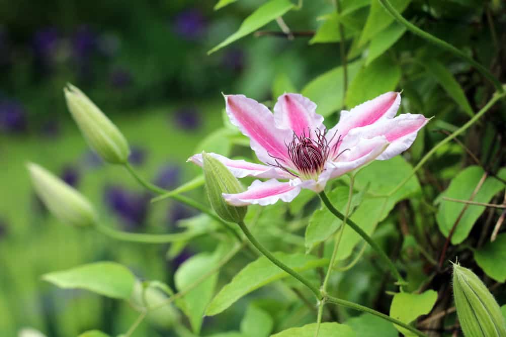 Clematis - Nelly moser - Waldrebe