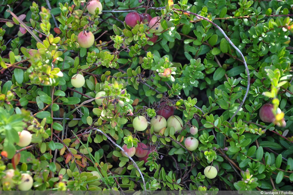 Cranberry anpflanzen - unreif