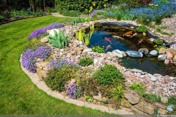 Schädlinge im Gartenteich So können Sie Ungeziefer loswerden