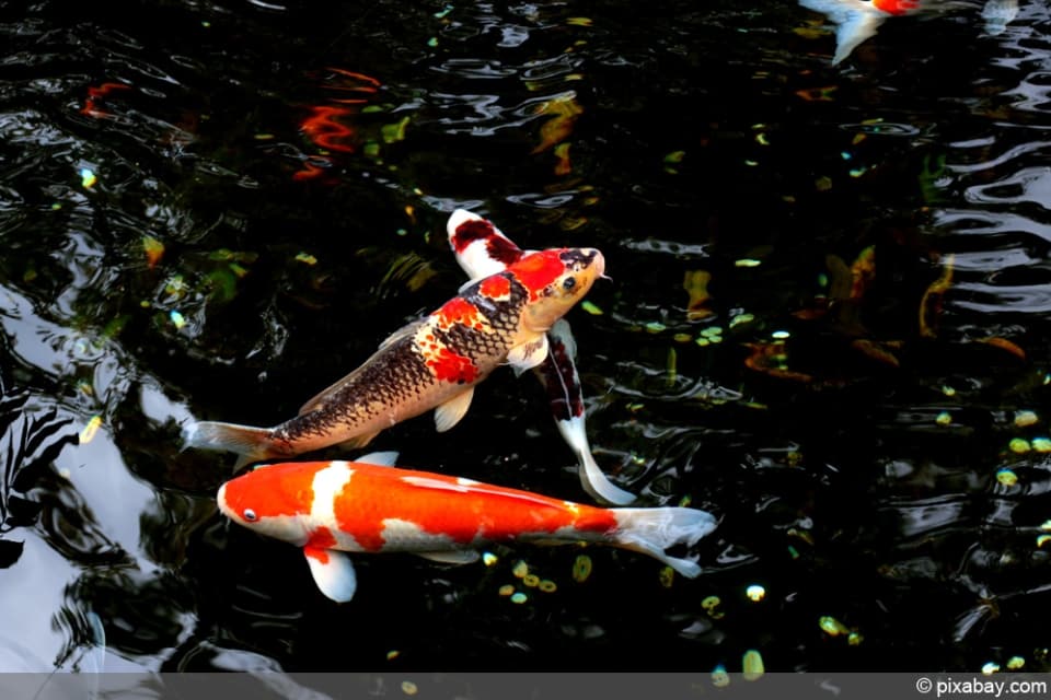 Wie viele Fische im Teich pro 1.000 Liter halten? Goldfische & Co