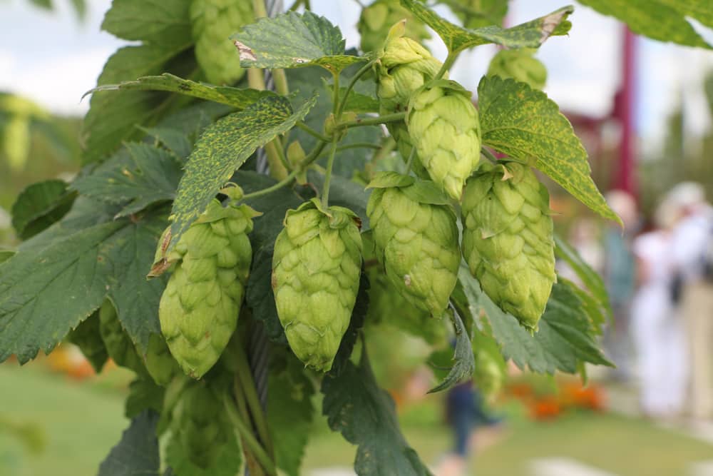 Hopfen - Humulus 