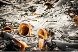 Stör im Gartenteich 10 Tipps zur Haltung im Teich