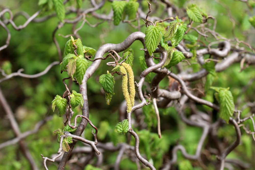 Korkenzieherhasel - Corylus avellana