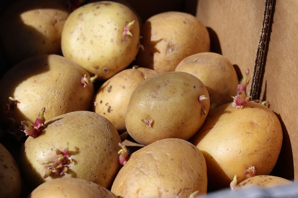 Kartoffeldünger so düngen Sie KartoffelPflanzen richtig