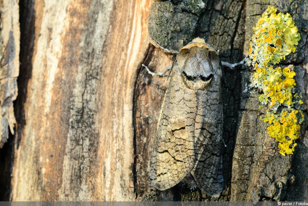 Weidenbohrer - Cossus cossus