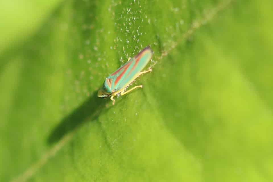Schädlinge im Gartenteich So können Sie Ungeziefer loswerden
