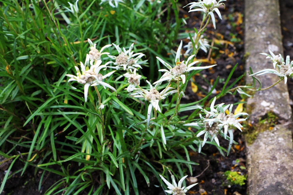 Alpen - Edelweiss - Leontopodium