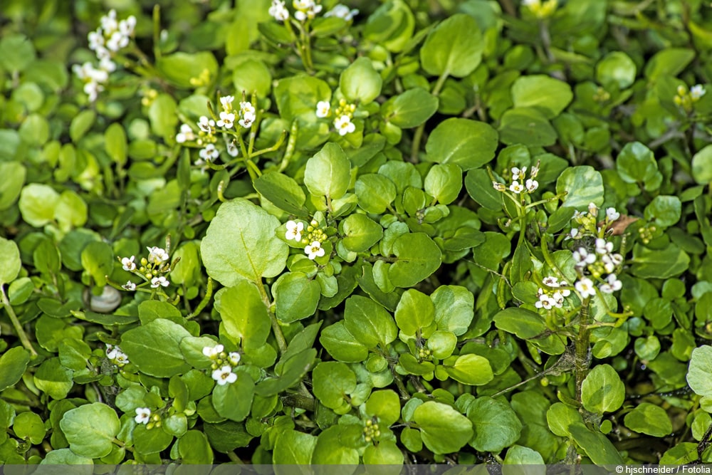 Brunnenkresse - Nasturtium officinale