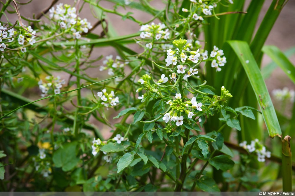 Brunnenkresse - Nasturtium officinale