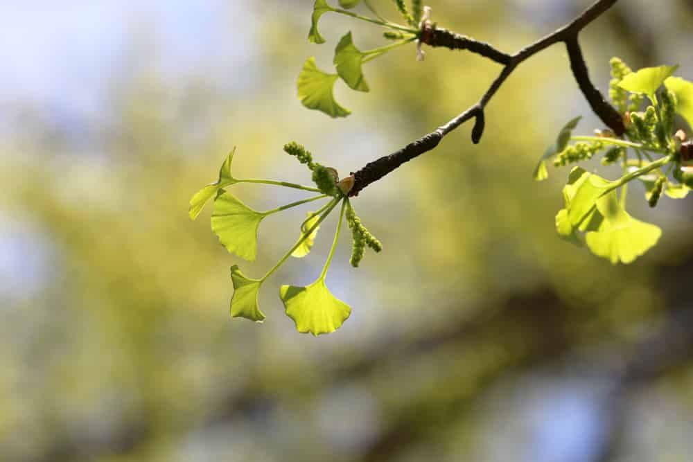 Ginkgo Biloba - Ginkobaum