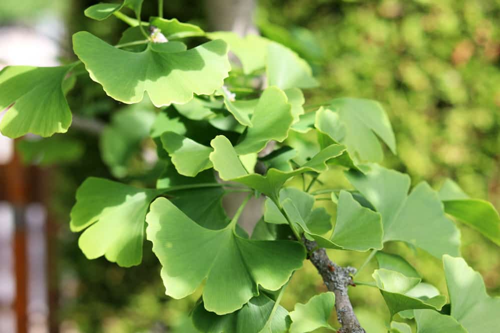 Ginkgo Biloba - Ginkgobaum