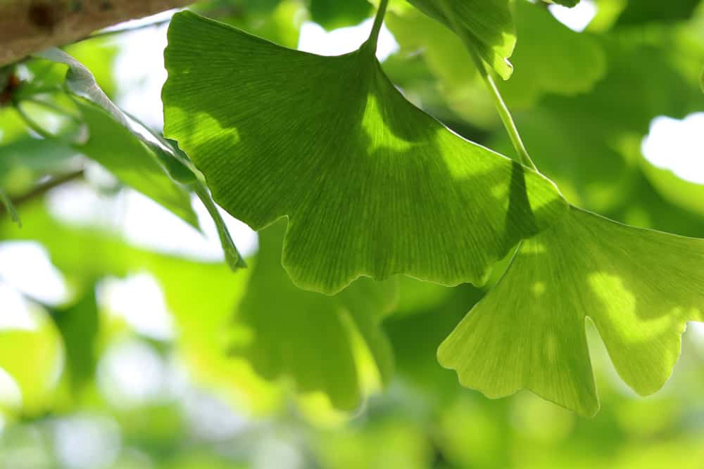 Ginkgo Biloba - Ginkobaum