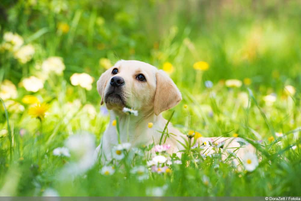 Hund spielt auf der Wiese