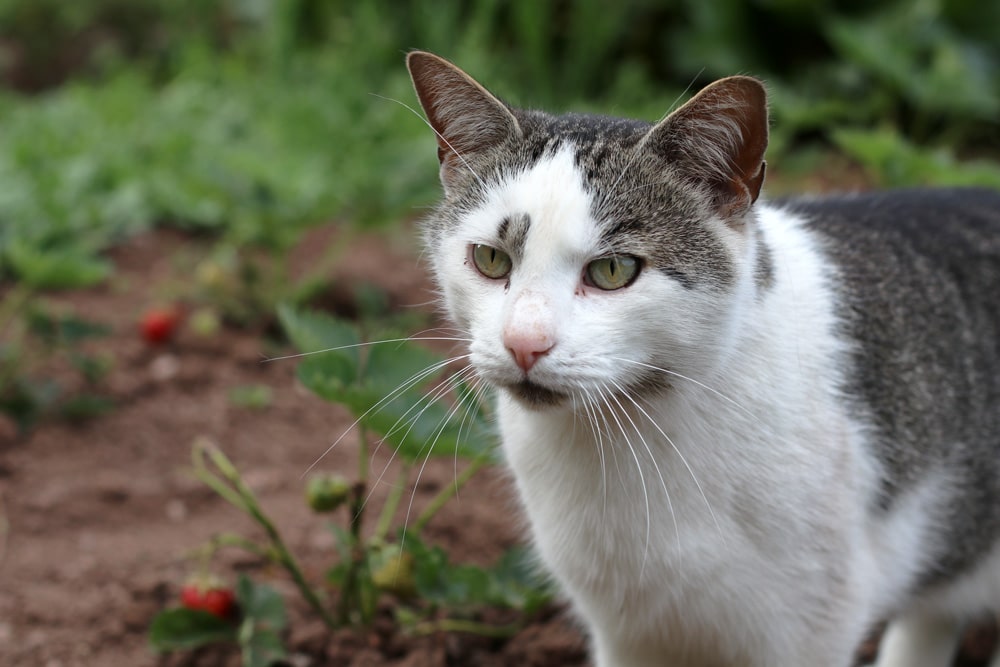 Mittel gegen Katzenurin im Garten | 5 Mittel zum Geruch entfernen -  Hausgarten.net