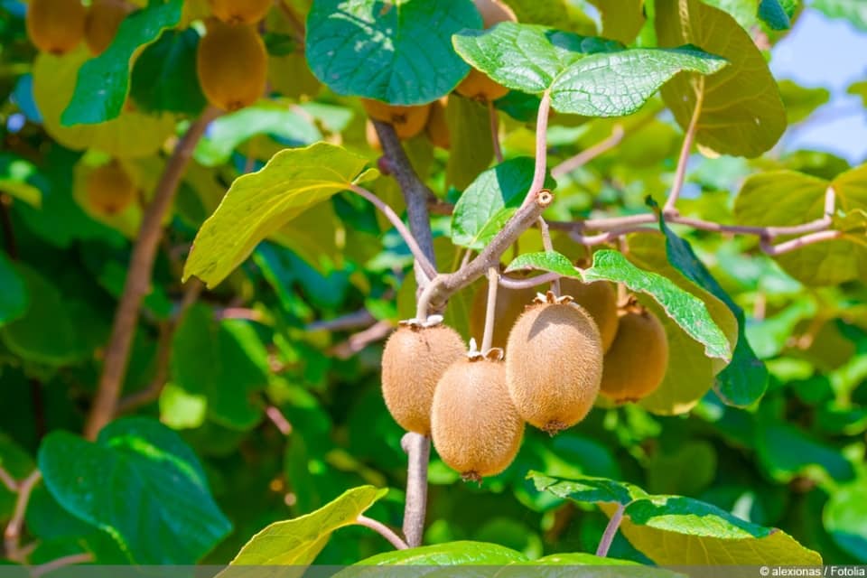 KiwiPflanzen, deren Blüte selbstbefruchtend sind 7 KiwiSorten