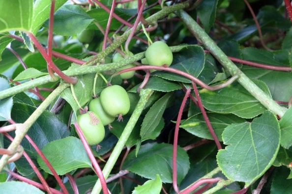KiwiPflanzen, deren Blüte selbstbefruchtend sind 7 KiwiSorten