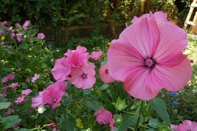 Malven im Garten Aussaat, Pflanzen und Pflege Winterharte Sorten