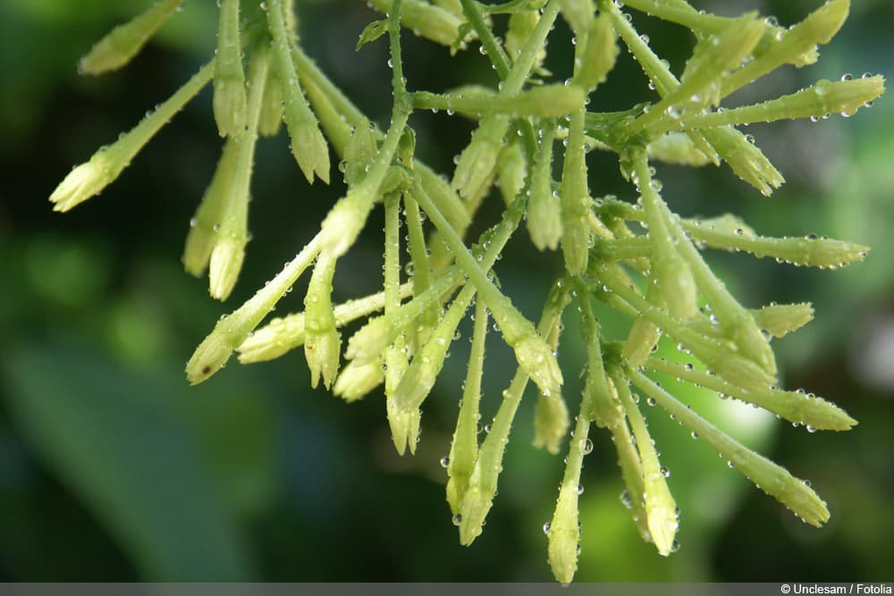 Nachtjasmin - Cestrum nocturnum