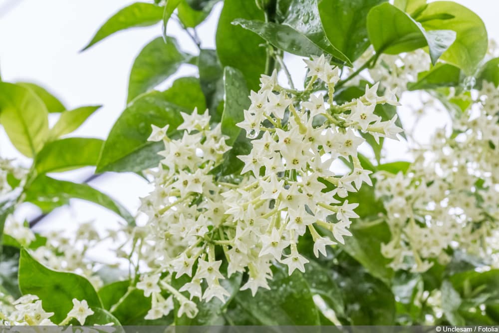 Nachtjasmin - Cestrum nocturnum