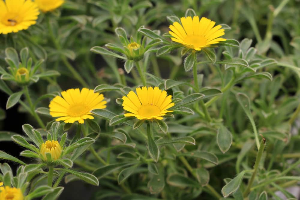 Pallenis maritima - Goldtaler - Asteriscus maritimus - Goldmünze - Buphthalmum maritimum