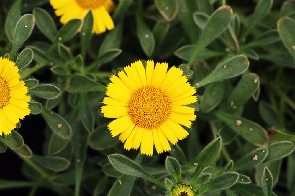 Goldtaler Pflanze: Pflege von Pallenis maritima | Ist die Blume winterhart?  - Hausgarten.net