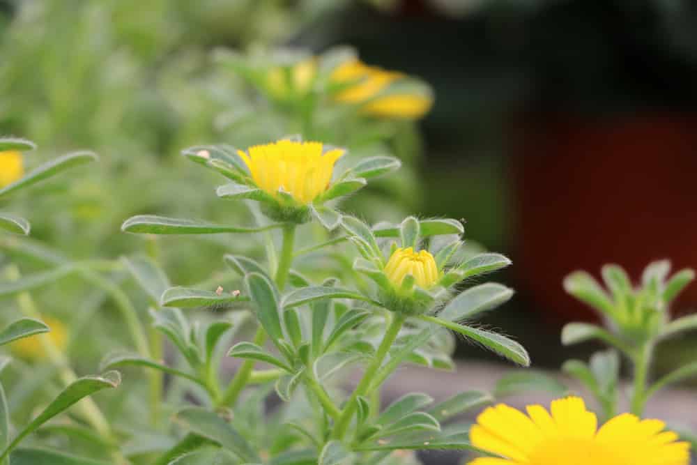 Pallenis maritima - Goldtaler - Asteriscus maritimus - Goldmünze - Buphthalmum maritimum