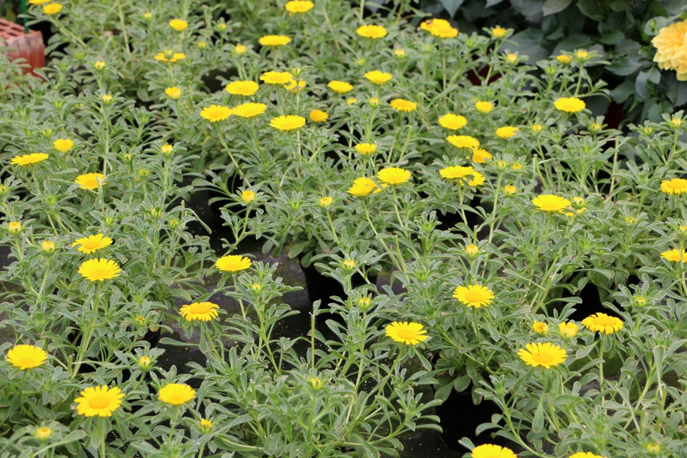 Pallenis maritima - Goldtaler - Asteriscus maritimus - Goldmünze - Buphthalmum maritimum