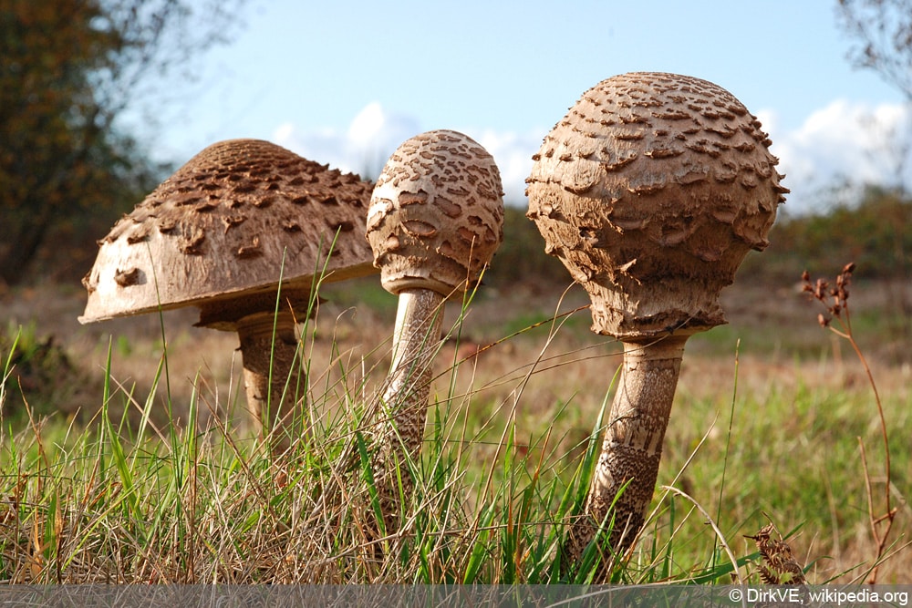 Parasol Pilz