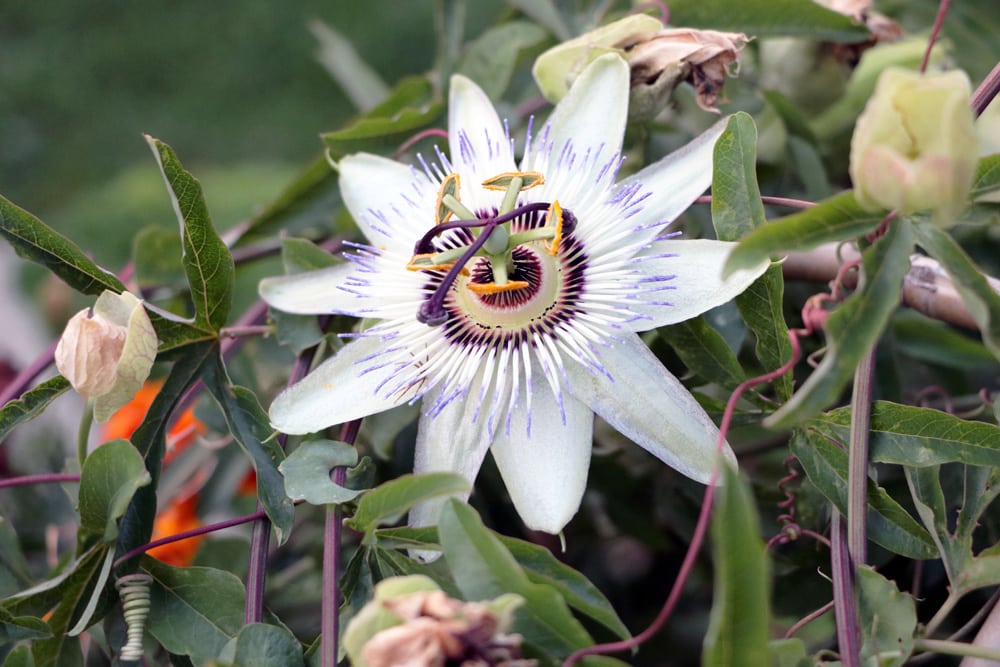 Passiflora caerulea - Passionsblume