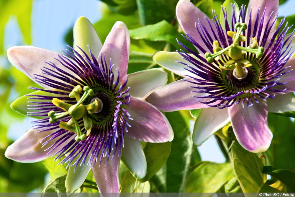 Passiflora caerulea - Passionsblume