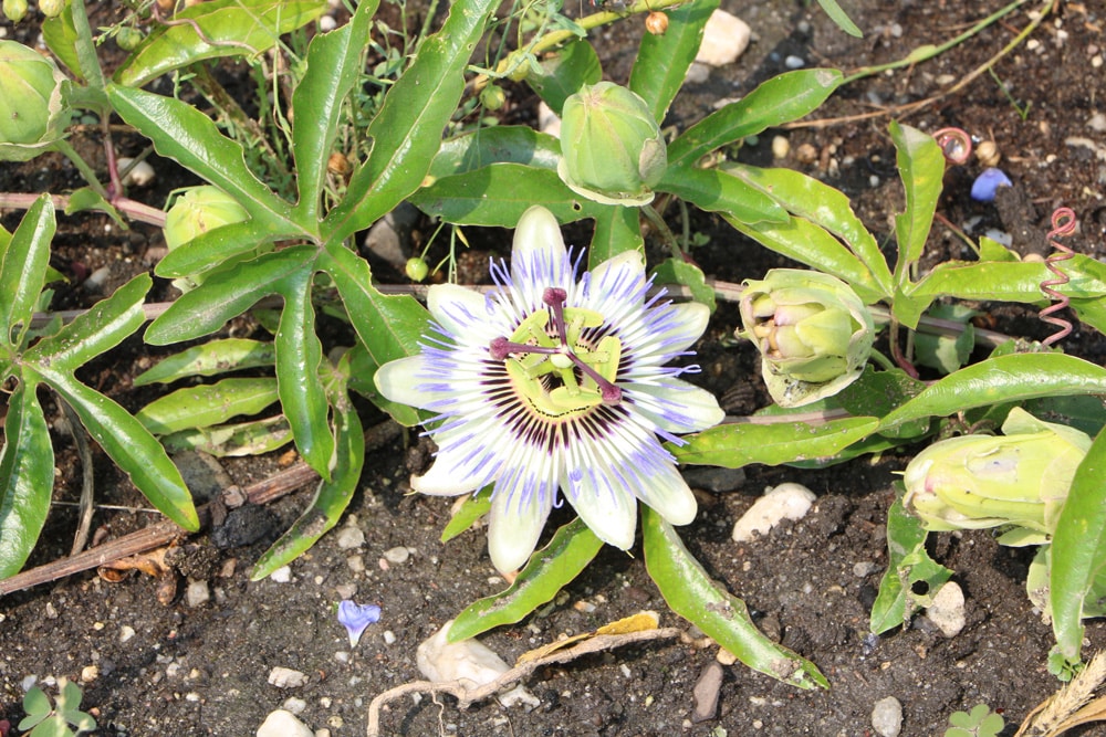 Passiflora caerulea - Passionsblume