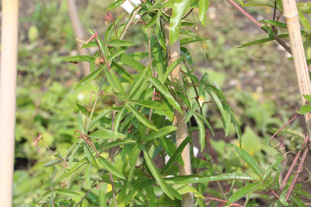 Passiflora caerulea - Passionsblume