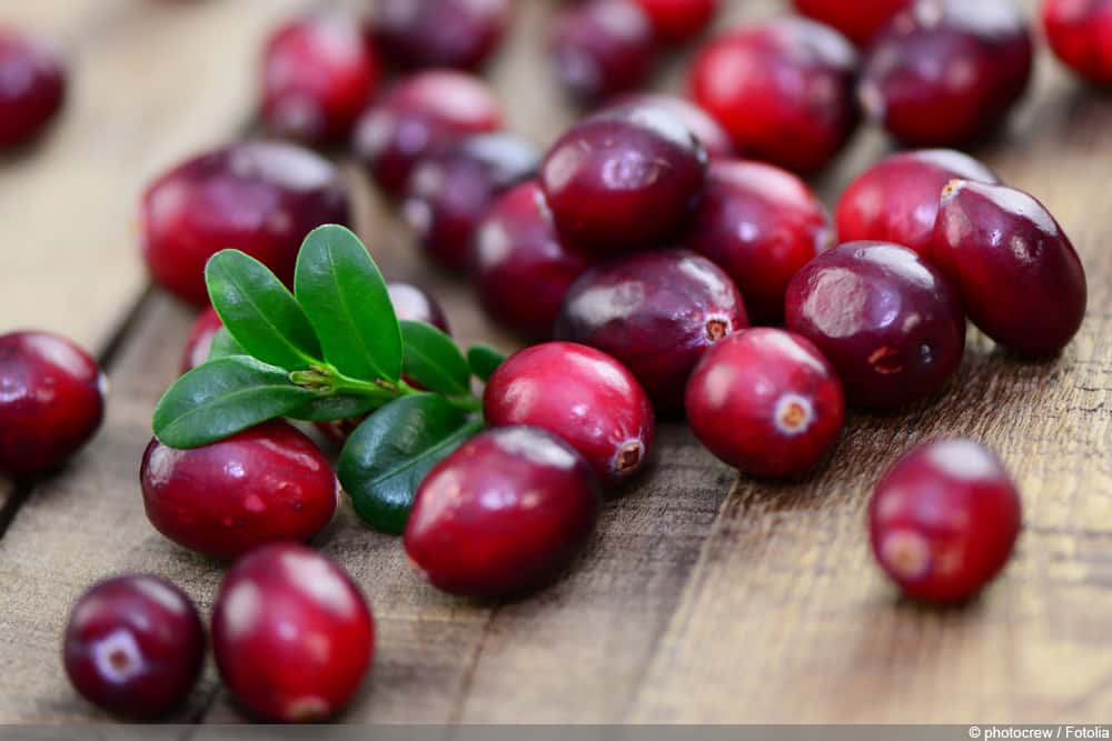 Preiselbeere - Vaccinium vitis idaea