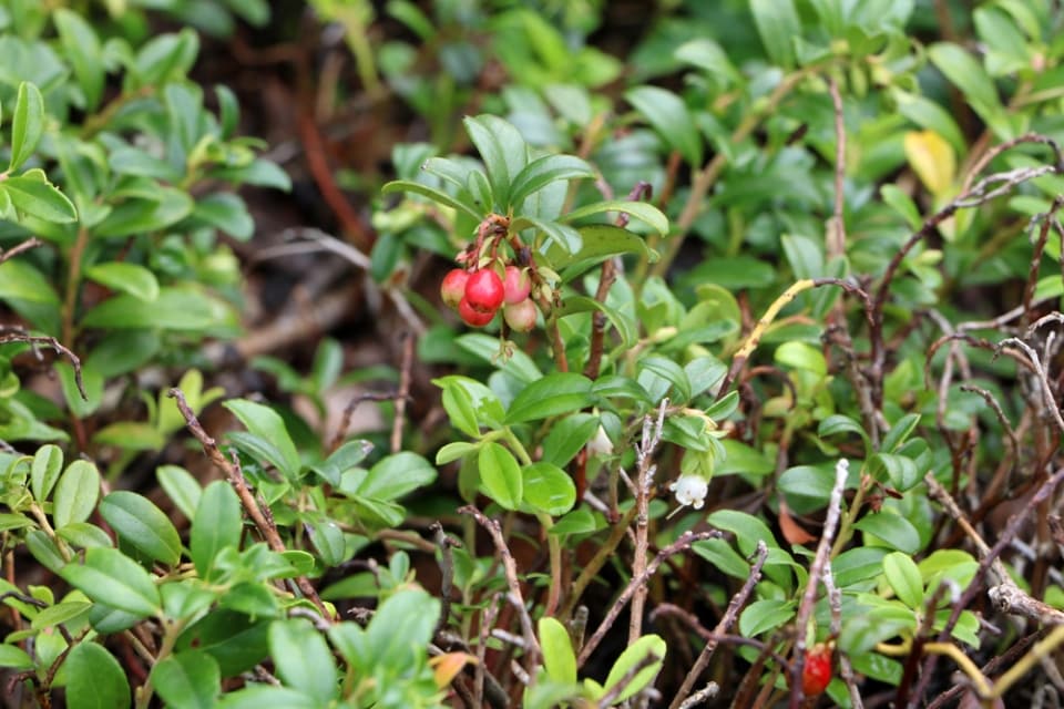 47+ Preiselbeeren Zu Brombeeren Pflanzen, Bei der großen auswahl an