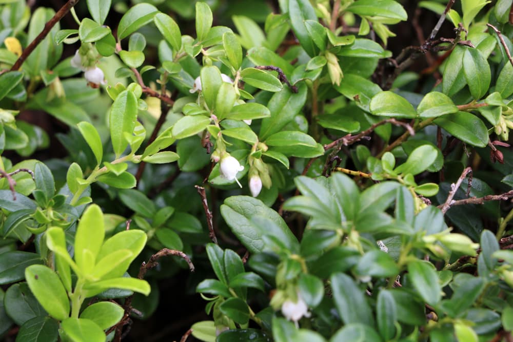 Preiselbeere - Vaccinium vitis idaea