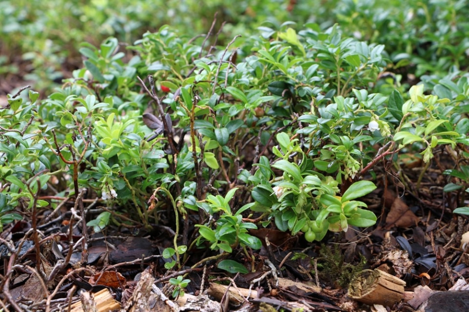 Preiselbeeren anbauen Pflanzen setzen Standort & Pflege