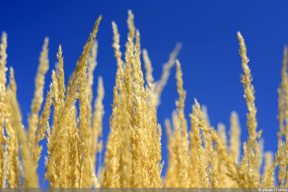 Reitgras 'Karl Foerster' - Calamagrostis aucitflora