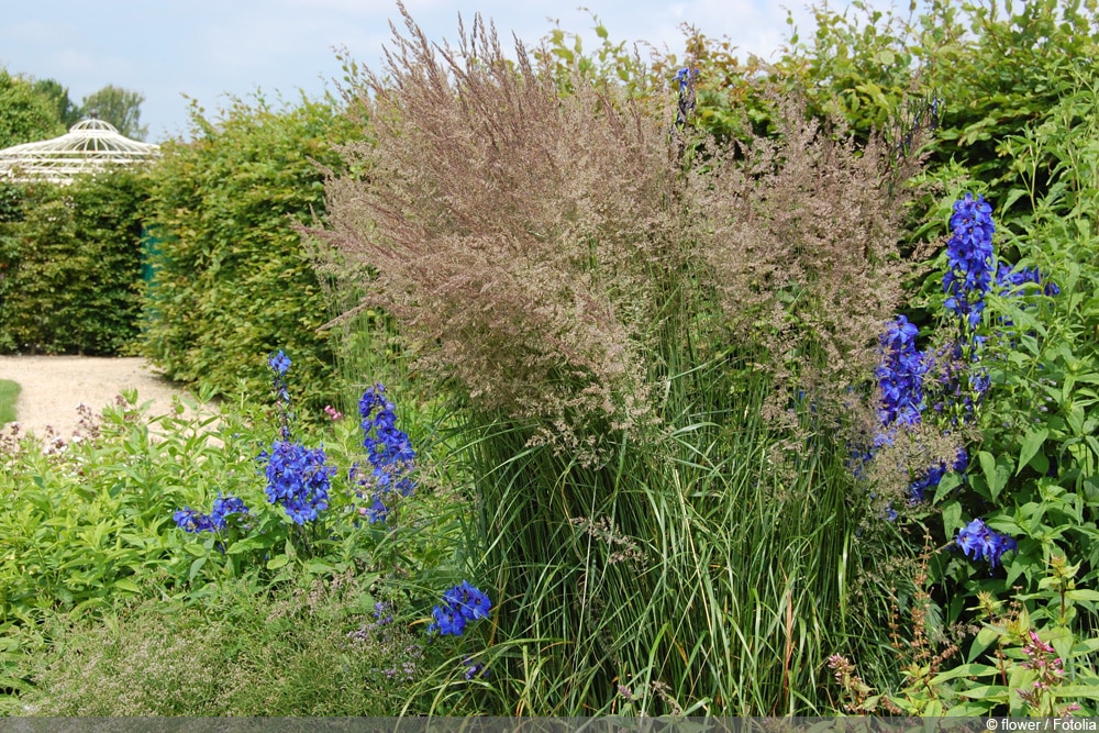 Reitgras 'Karl Foerster' - Calamagrostis aucitflora