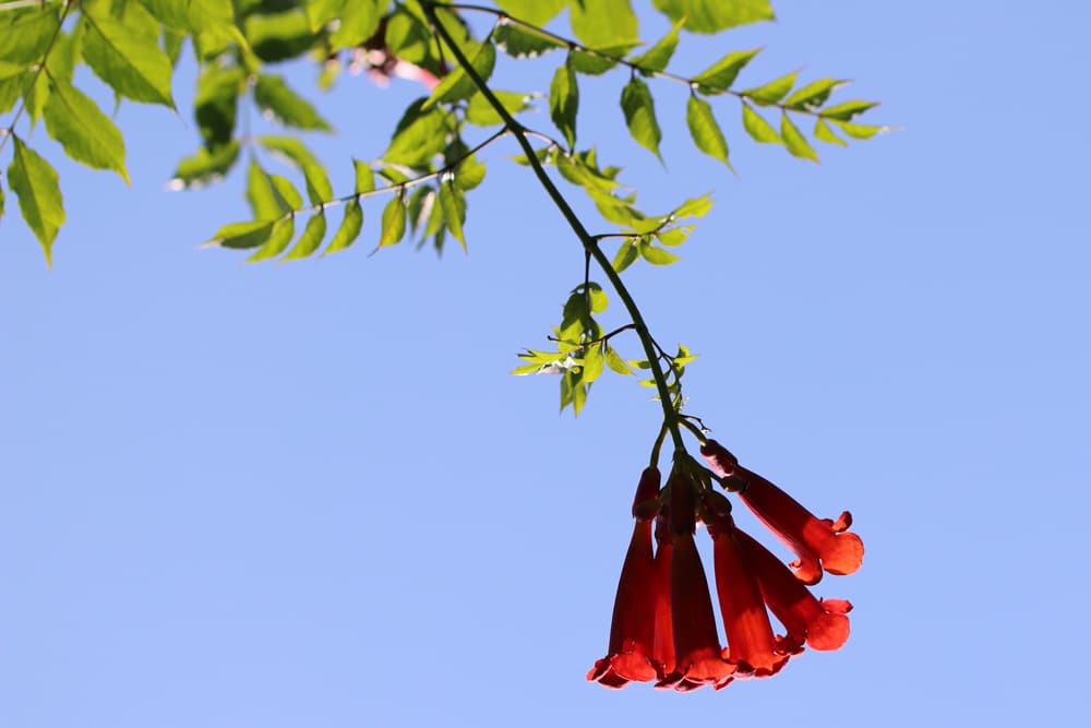 Trompetenblume - Campsis radicans - Klettertrompete