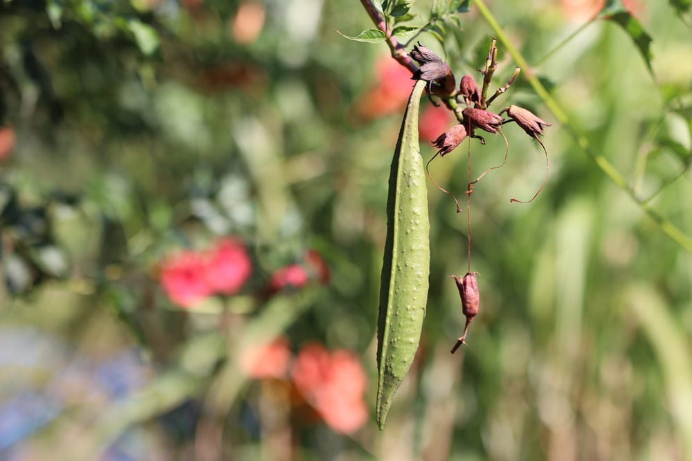 Trompetenblume - Campsis radicans - Klettertrompete