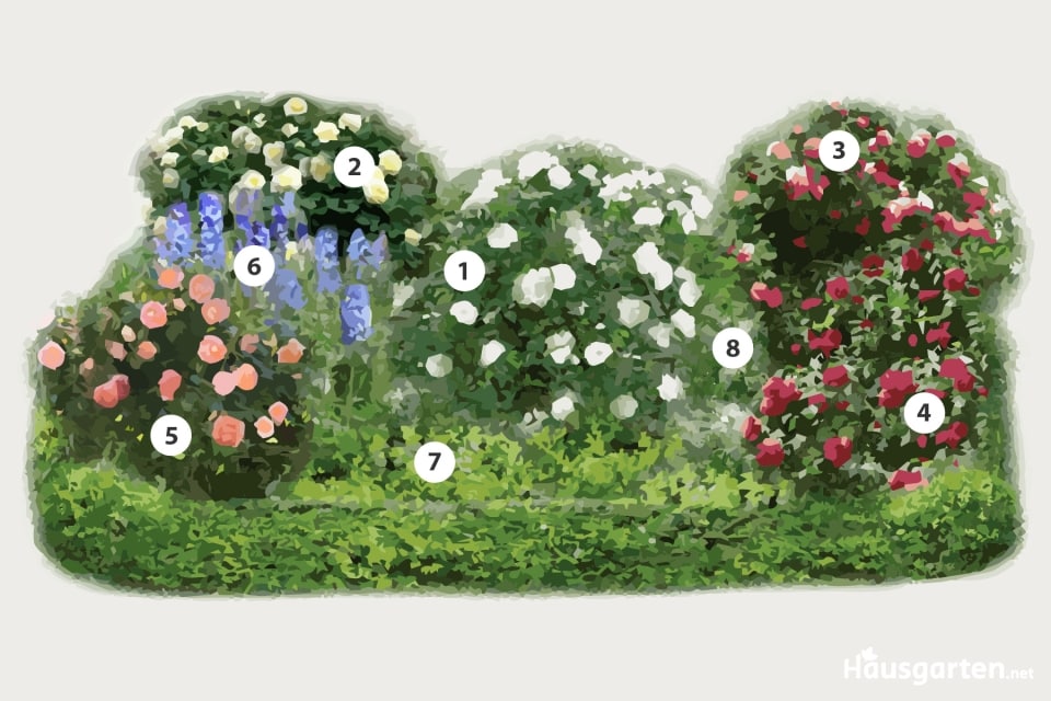 6 Ideen zum Rosenbeete gestalten Pflanzplan & Ideen für Rosenbeete