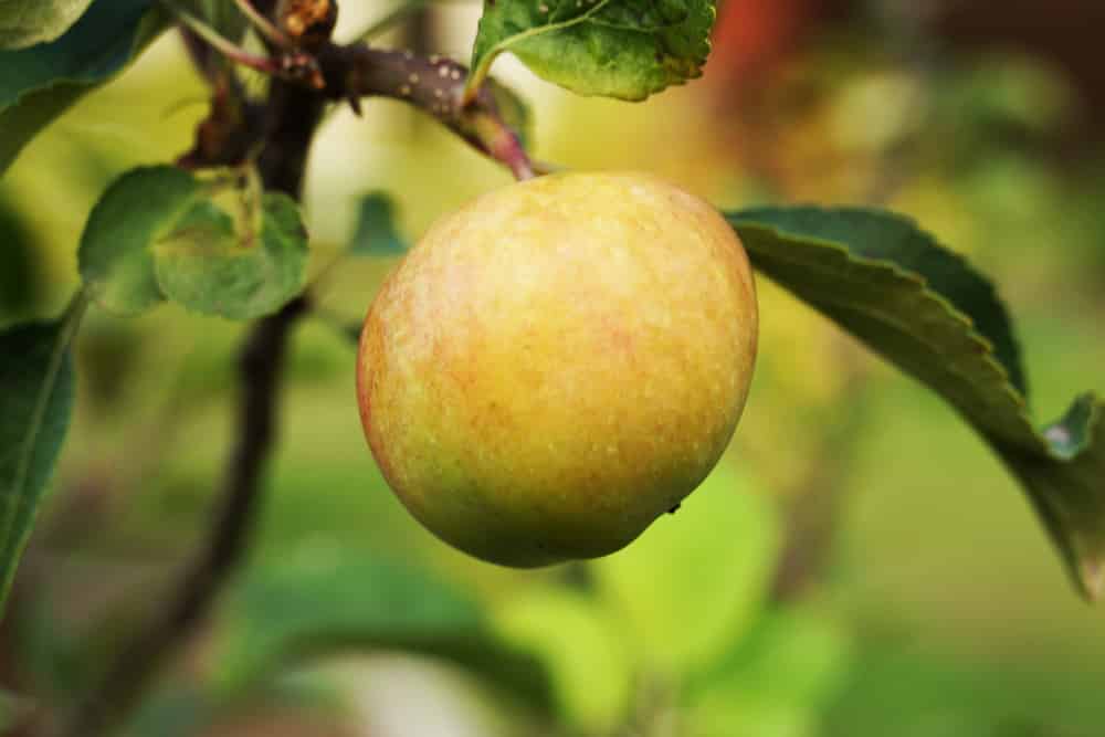 Apfel - Malus