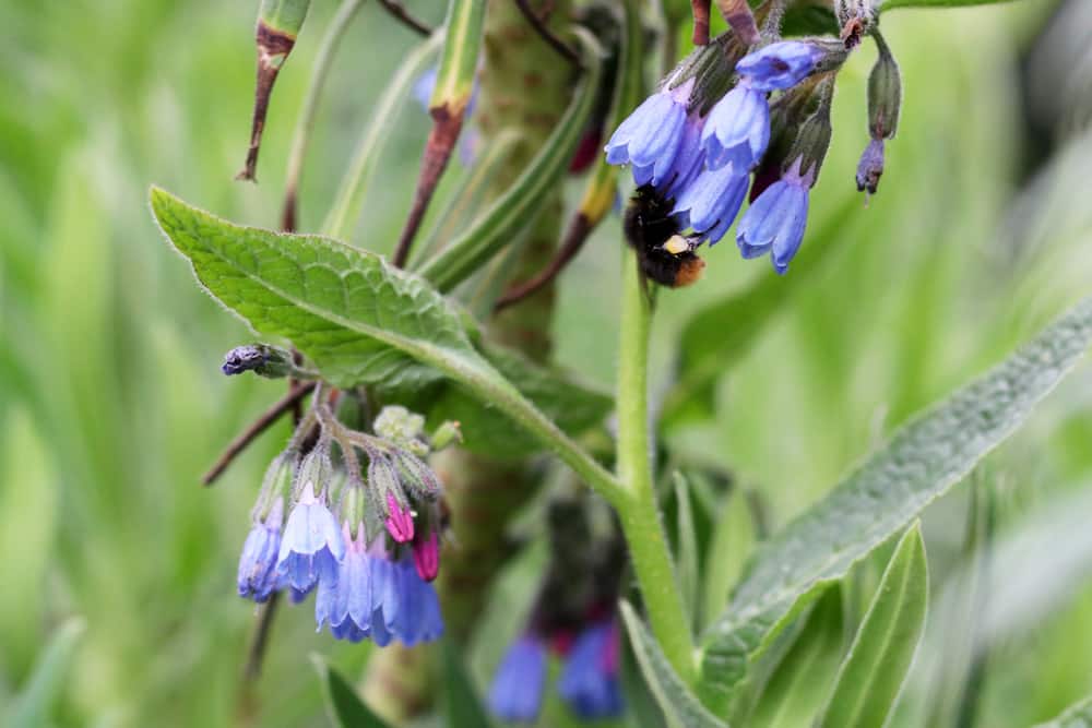 Blaubluehender Beinwell - Blauer Beinwell - Symphytum azureum