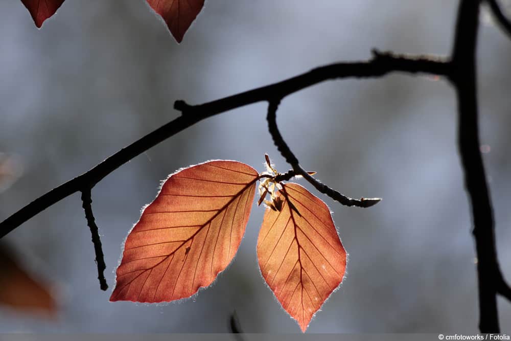 Blutbuche - Fagus sylvatica f. purpurea - Purpurbuche