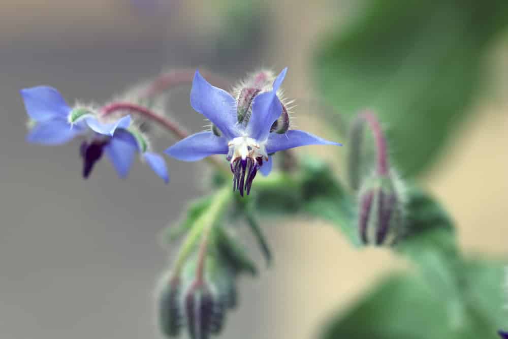 Salatkräuter - Borretsch - Borago officinalis