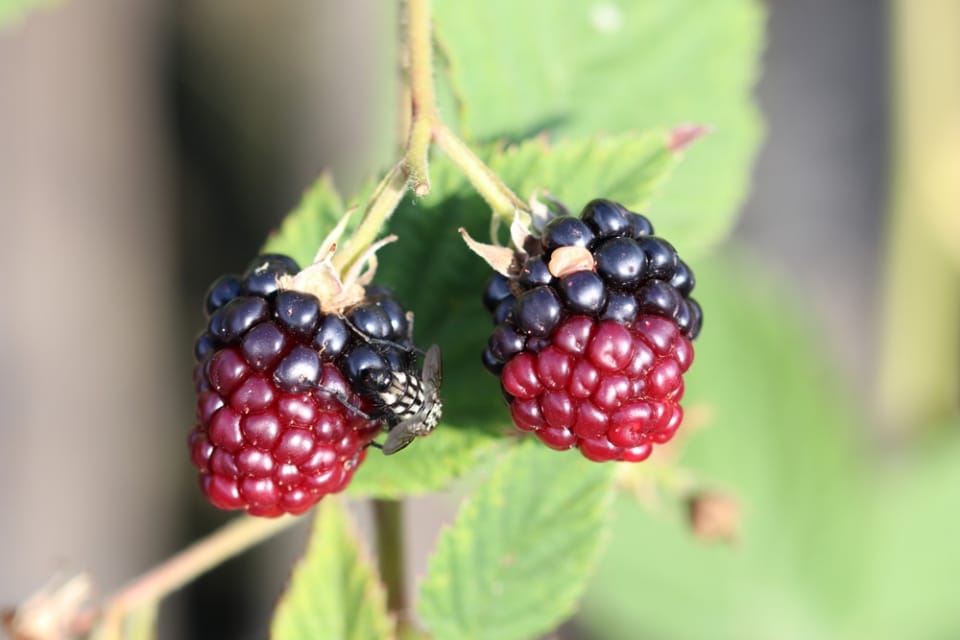 Brombeeren pflanzen Anleitung Wann sind die Früchte reif