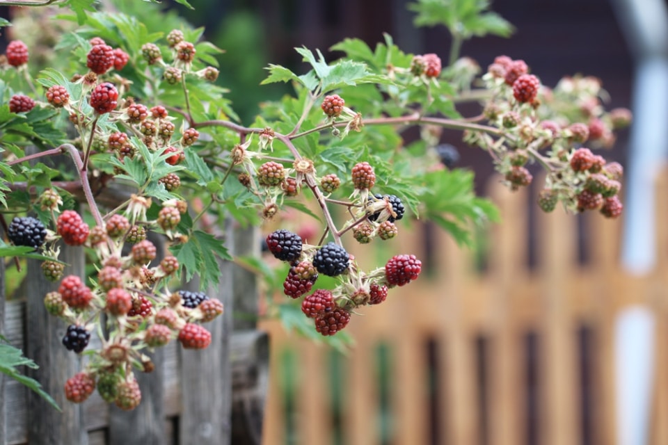 Brombeeren pflanzen Anleitung Wann sind die Früchte reif