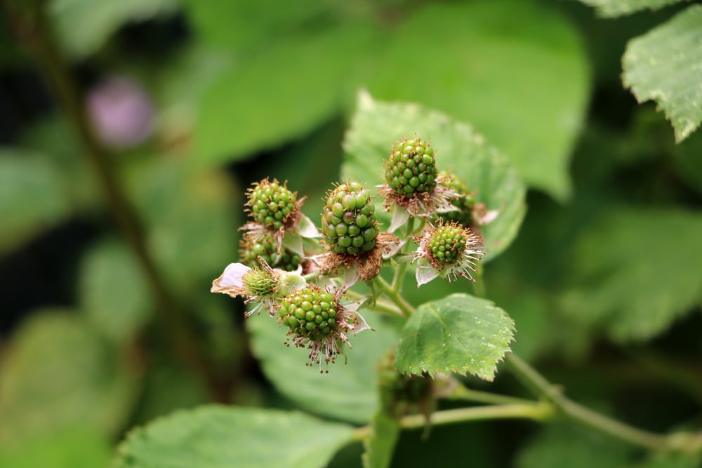 Brombeere - Rubus sectio rubus