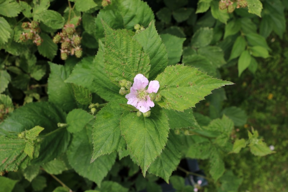 Brombeeren pflanzen Anleitung Wann sind die Früchte reif